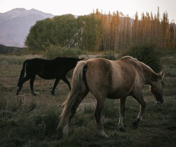 CABALGAR